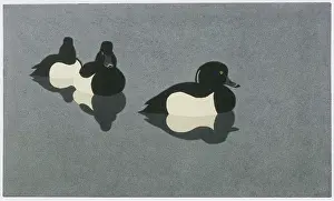 Linocut: Tufted Ducks - Linocut print