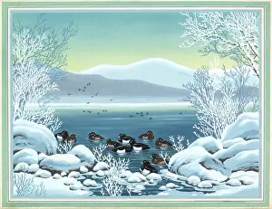 Tufted: Tufted Ducks Resting