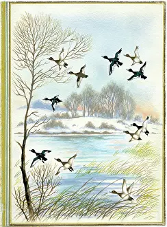 Tufted: Tufted Ducks Rising