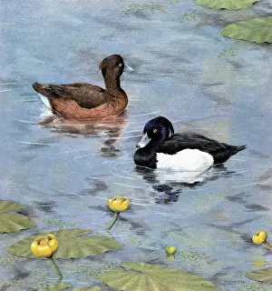 Tufted: Tufted Ducks with Wild Water Lilies