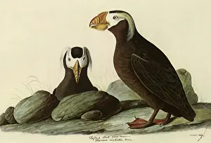 Puffins: Tufted Puffins