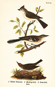 Ovenbird: Tufted titmouse, northern mockingbird and ovenbird