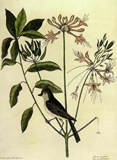 Tufted: Tufted Titmouse, Parus bicolor
