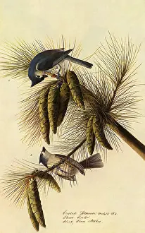 Tufted: Tufted Titmouse, Parus bicolor