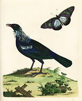 Marmaduke: Tui, Prosthemadera novaeseelandiae, and butterfly