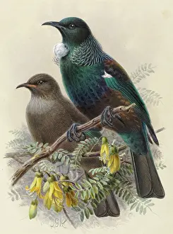 Gerrard: Tui (young and adult)