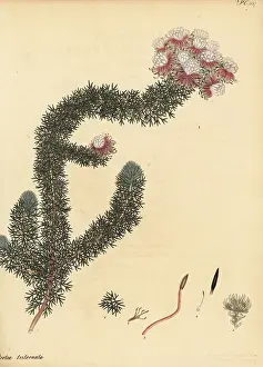 Botanical Artist: Tulbagh spiderhead, Serruria triternata