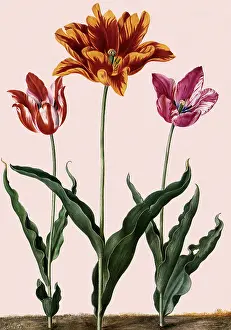 Tulips: Tulip Botanical