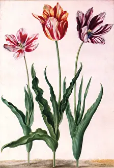 Varying: Tulip Botanical