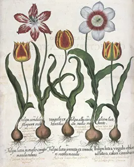 Tulips: Five Tulip Botanicals