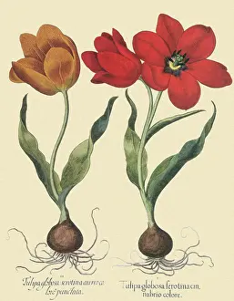 Tulips: Tulip Botanicals