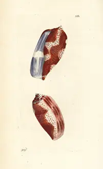 Conus: Tulip cone, Conus tulipa