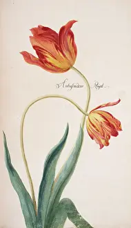 Exotica: Tulip cultivar, tulip