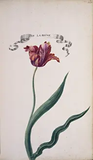 Exotica: Tulip cultivar, tulip