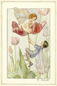 Tulip Fairies