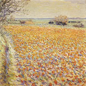 Tulips: Tulip Field, Holland