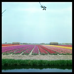 Lisse: TULIP FIELDS 1960S