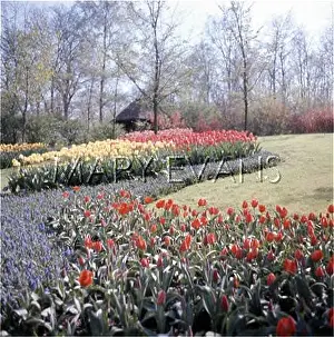 Keukenhof: TULIP FIELDS 1970S