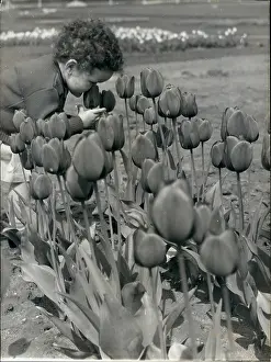 Gonesse: Tulip Show At Gonesse
