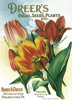 Packets: Tulip Seed Packet