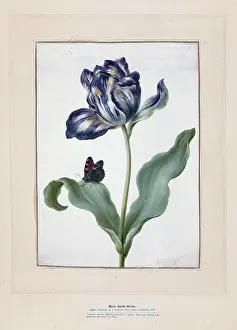 Nymphalis: Tulip and small tortoiseshell