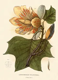 Tanner: Tulip Tree, Liriodendron tulipfera