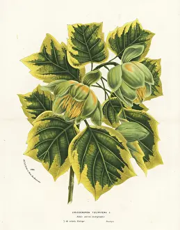 Foliis: Tulip tree, Liriodendron tulipifera
