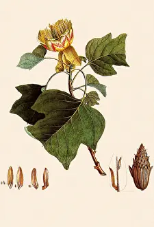 Dionysius: Tulip Tree, Liriodendron tulipifera