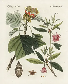 Bertuchs: Tulip tree, Liriodendron tulipifera, and star