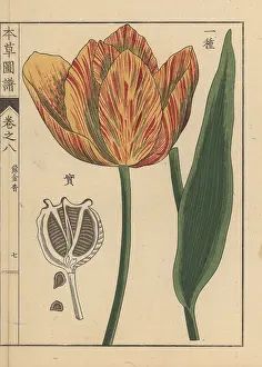 Color Printed: Tulip, Tulipa gesneria L