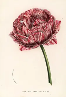Houtte: Tulip variety, My Daughter's Wedding