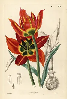 Praecox: Tulipa agenensis