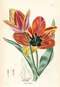 Shrubbery: Tulipa agenensis