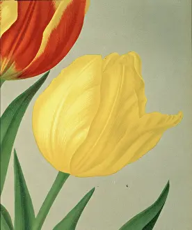 Tulipa: Tulipa chrijsolora, single early tulip