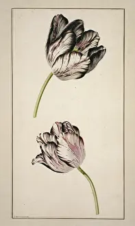 Cultivar: Tulipa cultivar, tulip