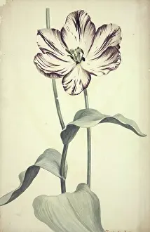 Cultivar: Tulipa cultivar, tulip
