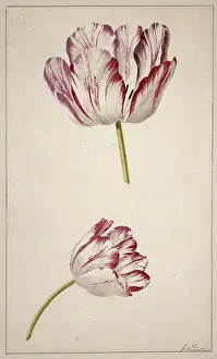 Cultivar: Tulipa cultivar, tulip