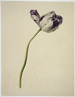 Tulipa cultivar, tulip