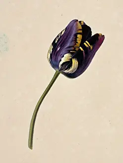 Cultivar: Tulipa cultivar, tulip