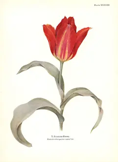 Silkscreen: Tulipa eichleri