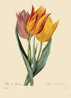 Tulipa: Tulipa gesneriana