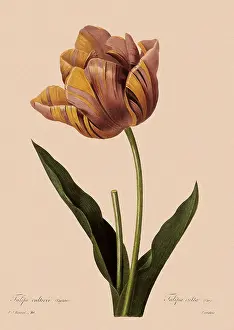 Tulipa: Tulipa gesneriana