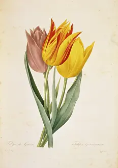 Fleurs: Tulipa gesneriana, tulip