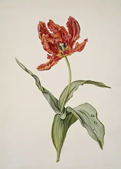 Liliales: Tulipa gesneriana, tulip