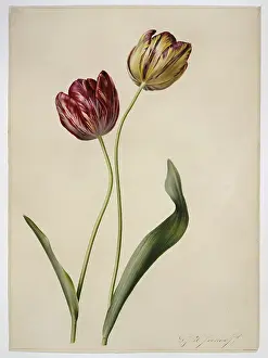 Liliales: Tulipa gesneriana, tulip