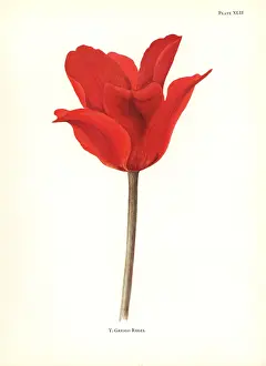 Silkscreen: Tulipa greigii