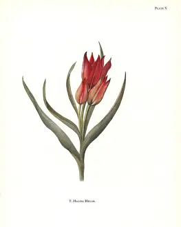 Silkscreen: Tulipa hageri