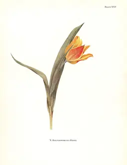 Silkscreen: Tulipa kolpakowskiana