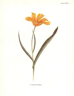 Silkscreen: Tulipa kolpakowskiana