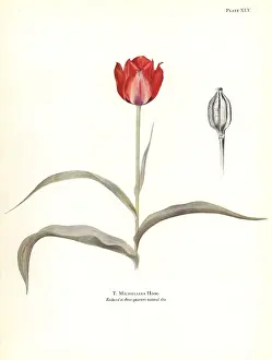 Dykes: Tulipa micheliana
